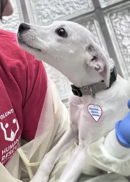 A baby small-sized female Chihuahua dog named Mulan for adoption in Washington, DC