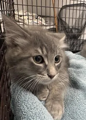 A baby medium-sized male Domestic Short Hair cat named Elroy for adoption in Chatsworth, CA