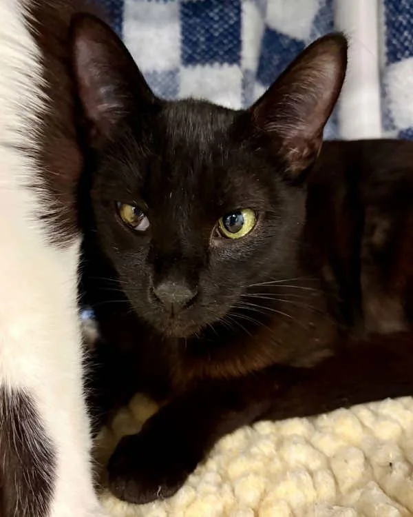 A young small-sized male Domestic Short Hair cat named Linden for adoption in Novato, CA