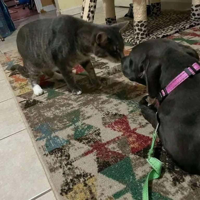 A baby medium-sized female Mixed Breed dog named Sage for adoption in PLAINFIELD, CT