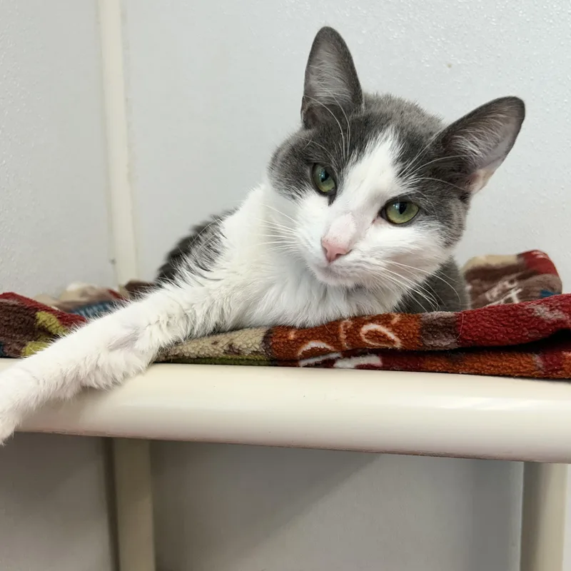 An adult medium-sized female Domestic Short Hair cat named Wolfie for adoption in Howes Cave, NY