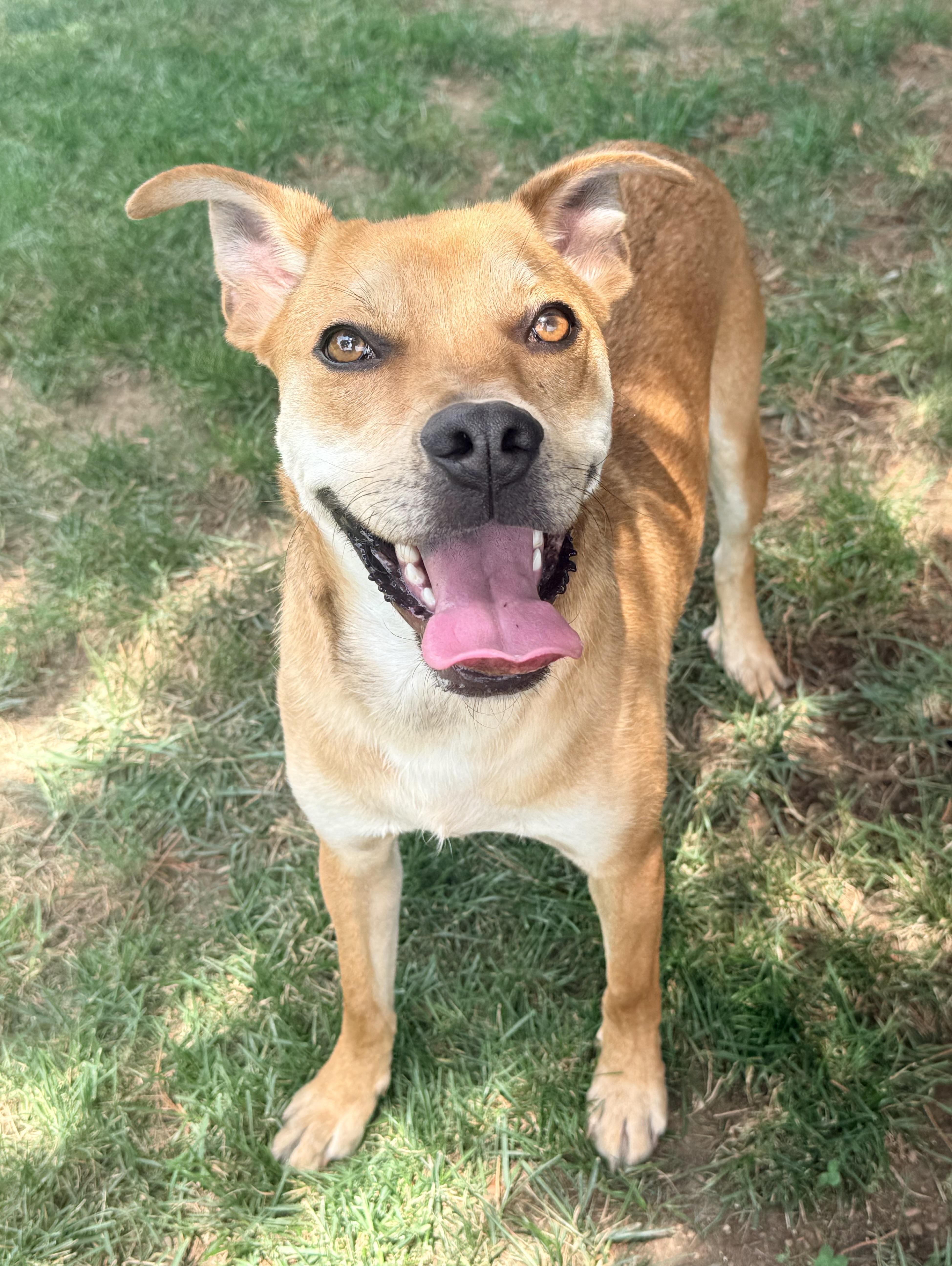 An adult medium-sized male Red / Chestnut / Orange Mountain Cur dog named Jax for adoption in Catlett, VA