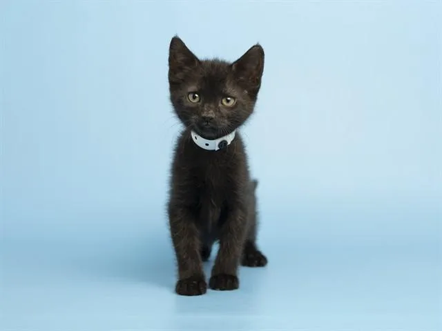 A baby small-sized female Domestic Short Hair cat named Melon for adoption in Phoenix, AZ