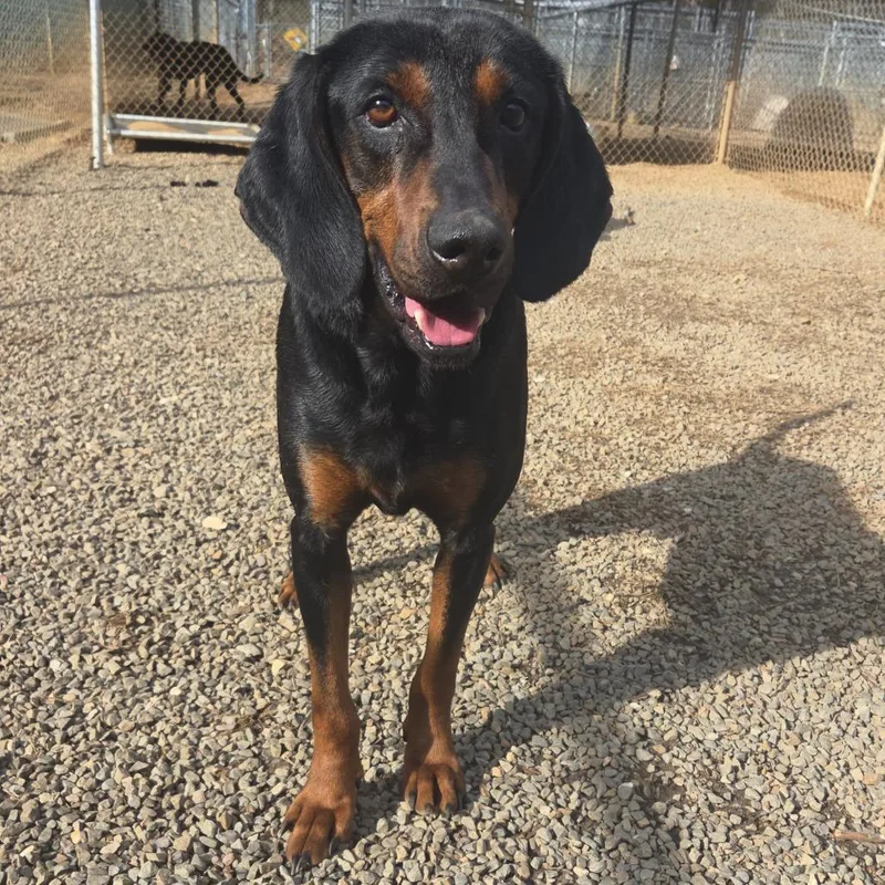 An adult large-sized male Black and Tan Coonhound dog named Vance for adoption in Marble, NC