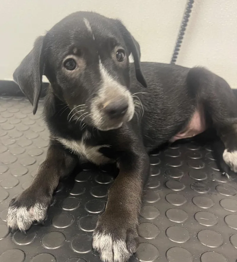 A baby medium-sized male Pointer dog named Edward for adoption in Seven Points, TX