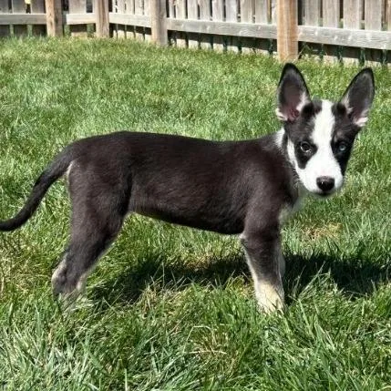 A baby medium-sized female Border Collie dog named Cinco for adoption in Overland Park, KS
