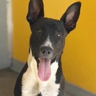 A young medium-sized male Black Mixed Breed dog named Batman for adoption in Fernandina Beach, FL