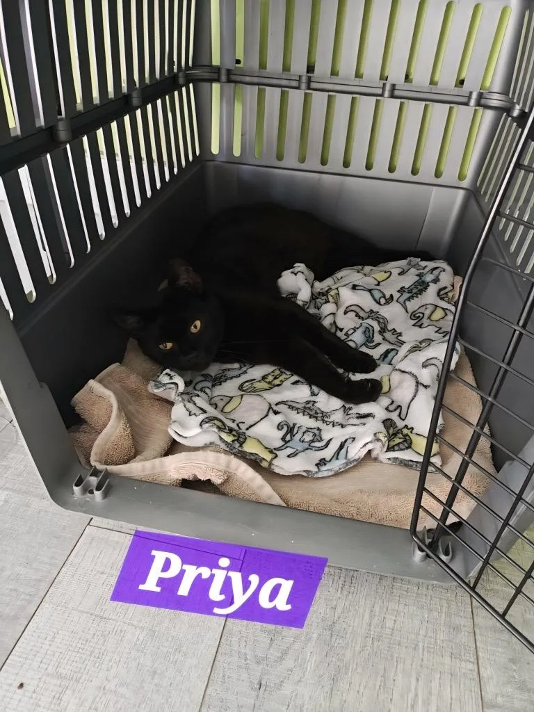 A young medium-sized female Domestic Short Hair cat named Priya for adoption in Tampa, FL