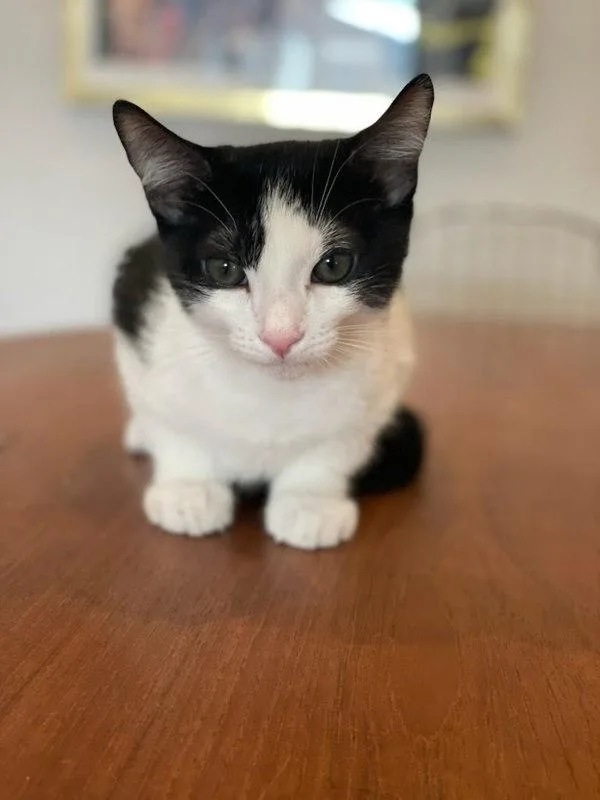 A baby small-sized male Domestic Short Hair cat named Ottawa for adoption in Bonsall, CA