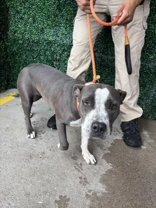 An adult large-sized female Pit Bull Terrier dog named 61784929 for adoption in El Paso, TX