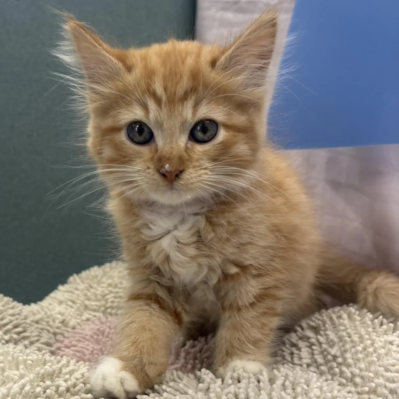 A baby medium-sized male Tabby (Orange / Red) Maine Coon cat named Ego for adoption in Bardstown, KY