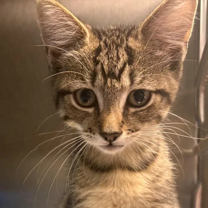 A baby small-sized female Brown / Chocolate Domestic Short Hair cat named Skechers for adoption in East Hanover, NJ