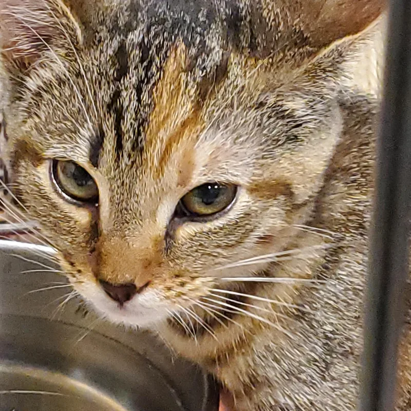 A baby small-sized female Tabby (Brown / Chocolate) Tabby cat named Candy for adoption in Muncie, IN