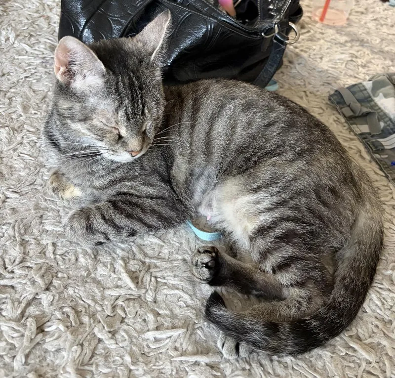 A young small-sized female Domestic Short Hair cat named Millie for adoption in Philadelphia, PA