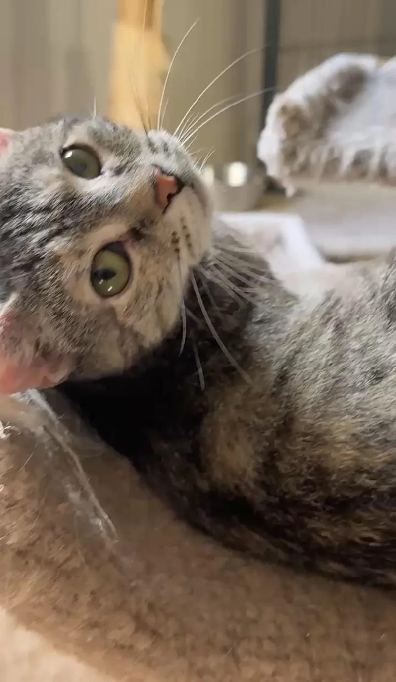 Millie thumbnail 3