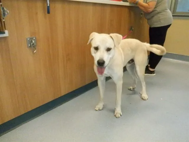 An adult large-sized male Labrador Retriever dog named Halo for adoption in San Jose, CA
