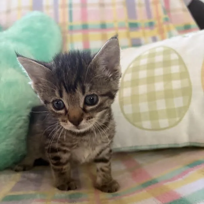 A baby small-sized female Brown / Chocolate Domestic Short Hair cat named Willow for adoption in Chaska, MN