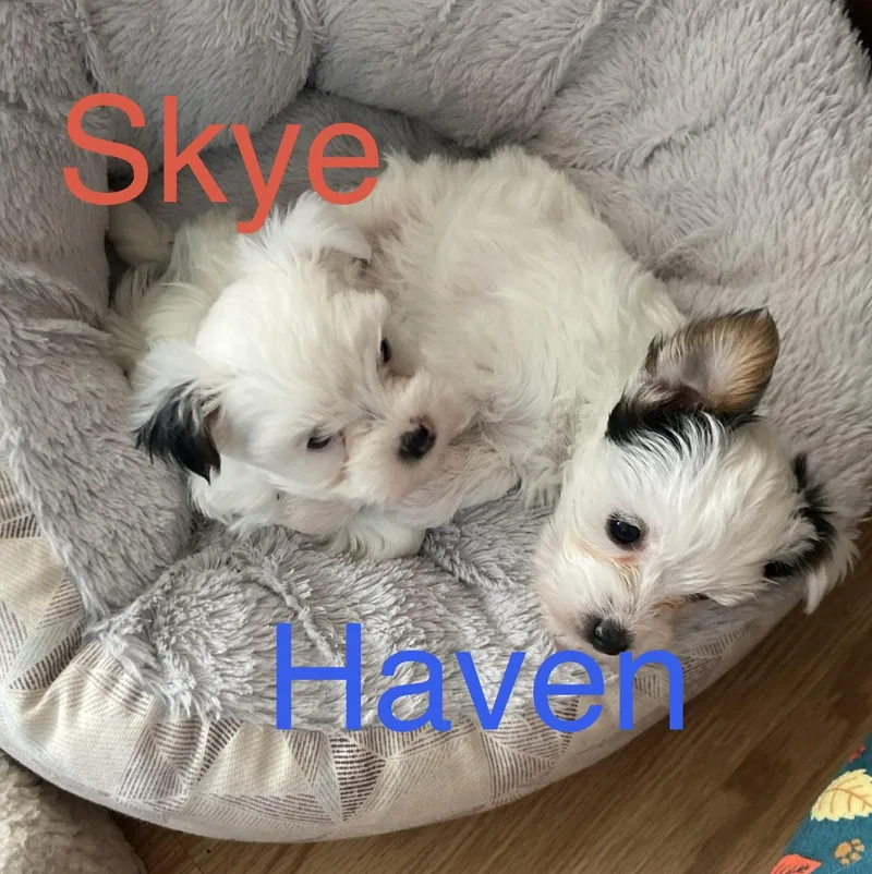 A baby small-sized female White / Cream Yorkshire Terrier dog named Skye for adoption in Albany, NY