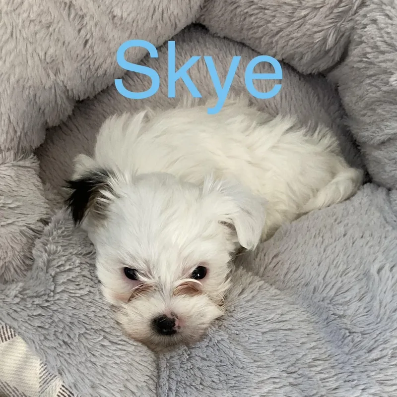 Skye thumbnail 3