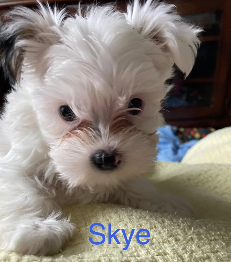 Skye thumbnail 4