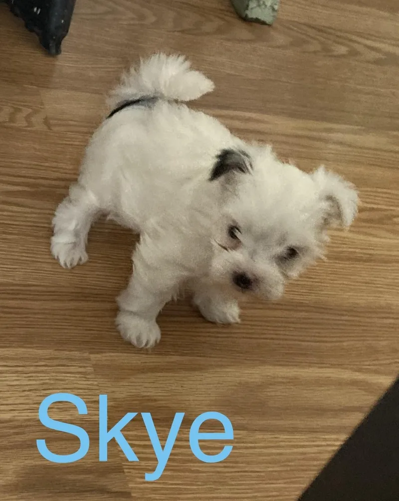 Skye thumbnail 5