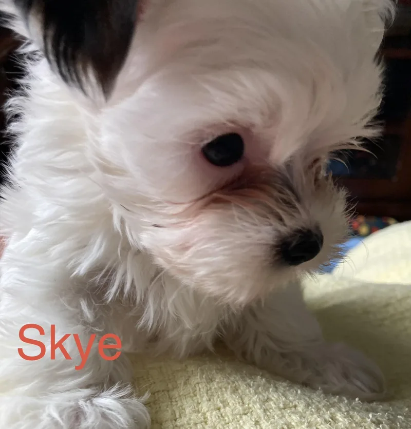 Skye thumbnail 6