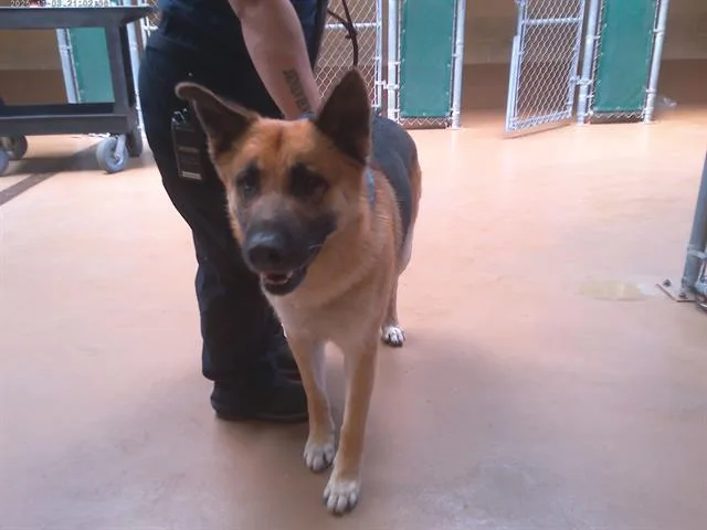 A young large-sized male German Shepherd Dog dog named Otto for adoption in Chula Vista, CA