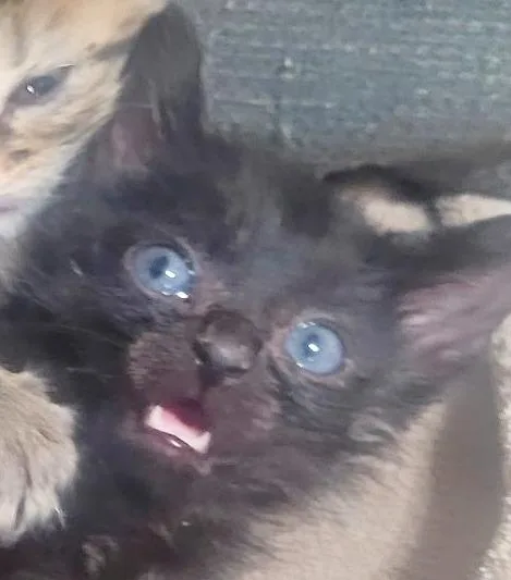 A baby small-sized male Domestic Short Hair cat named Blazer for adoption in Princeton, IN