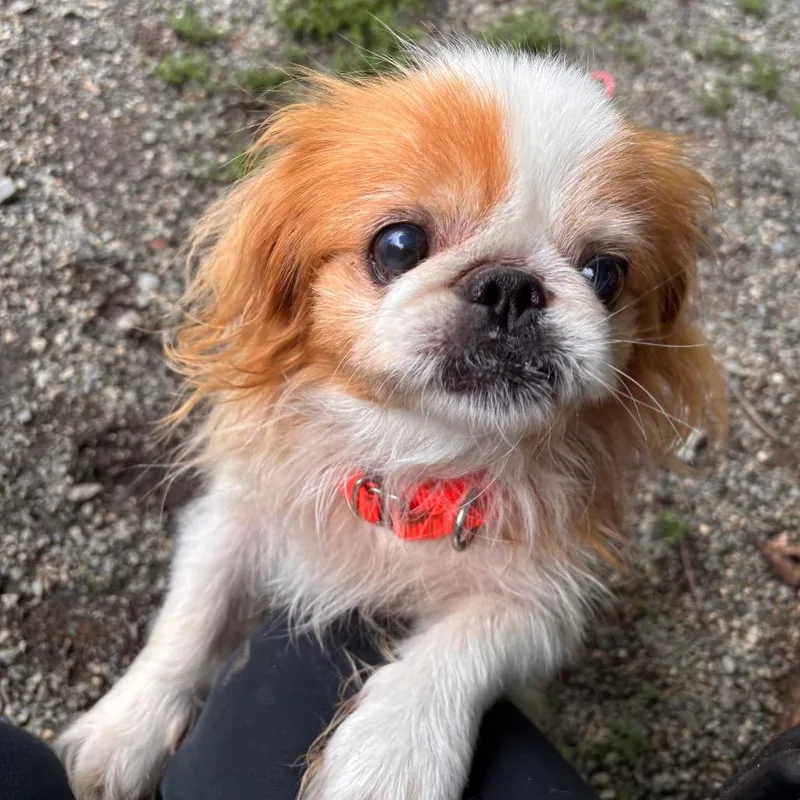 An adult small-sized male Yellow / Tan / Blond / Fawn Mixed Breed dog named Ringo for adoption in Greensboro, NC
