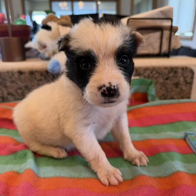 A baby small-sized male White / Cream Mixed Breed dog named Koa for adoption in Keaau, HI