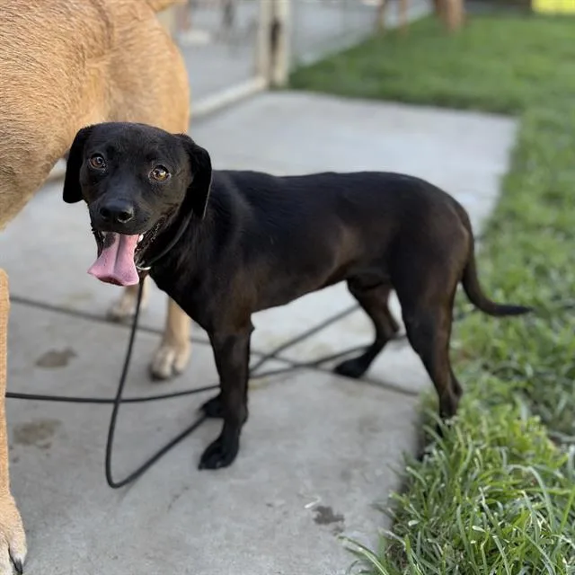 A young small-sized male Labrador Retriever dog named Smeagol for adoption in Modesto, CA