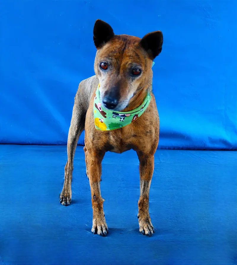 A senior medium-sized female Terrier dog named Petunia for adoption in Pasadena, CA