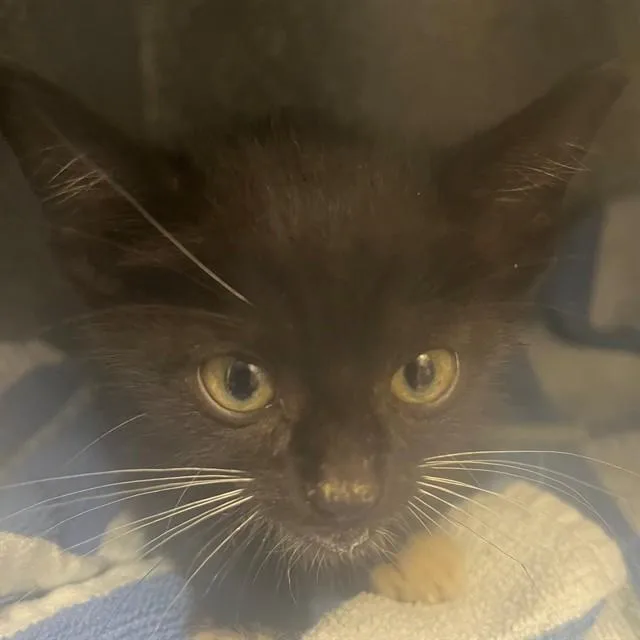 A baby small-sized male Domestic Short Hair cat named A for adoption in Naples, FL