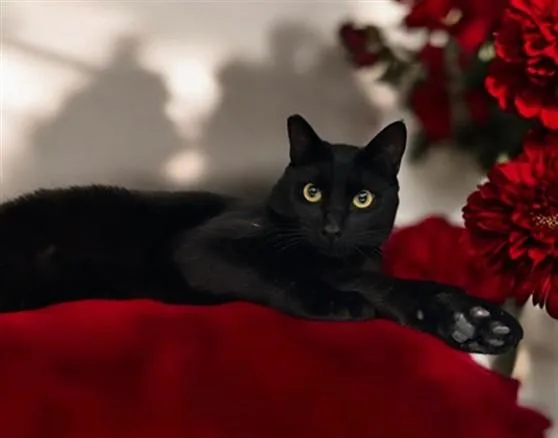 A young large-sized male Domestic Short Hair cat named Sugar Boy for adoption in San Pedro, CA