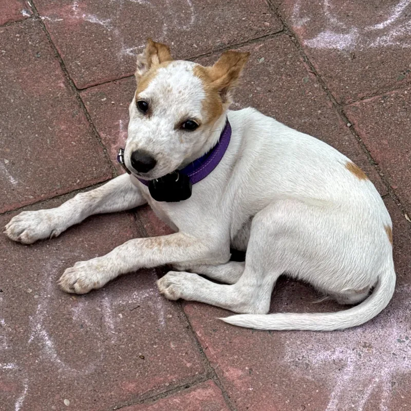 A baby medium-sized female White / Cream Husky dog named Taffy Mini  LOCAL for adoption in Andover, MA
