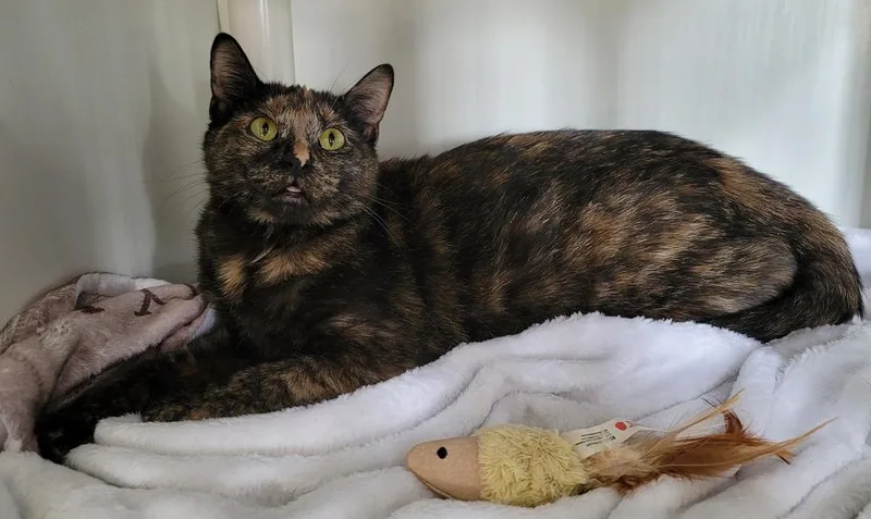 Mystique thumbnail 2