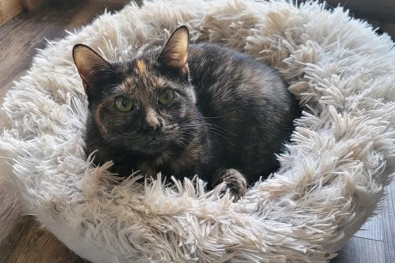 Mystique thumbnail 3