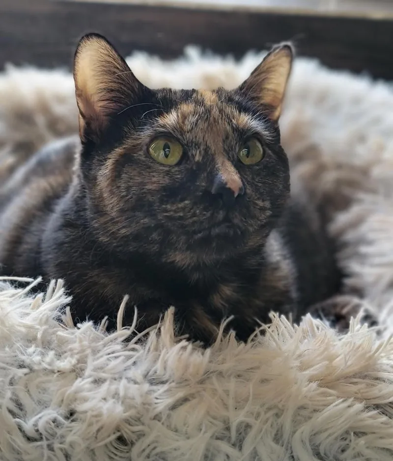 Mystique thumbnail 4