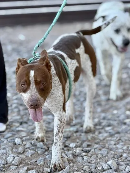 An adult medium-sized female Pointer dog named Freckles for adoption in El Paso, TX