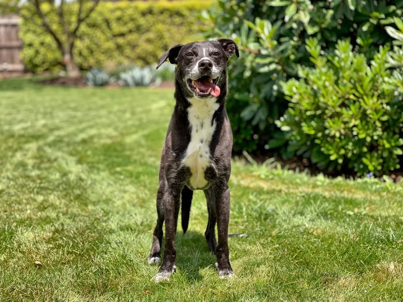 An adult large-sized male Labrador Retriever dog named Dobby for adoption in Sebastian, FL