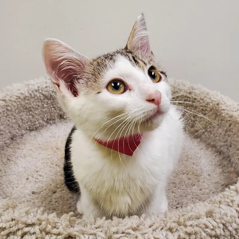 A baby small-sized female Brown / Chocolate Domestic Short Hair cat named Chandra for adoption in Carmel, IN