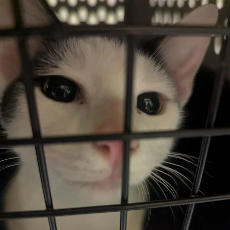 A baby medium-sized male White Domestic Short Hair cat named Coffee Mate for adoption in Charlottesville, VA