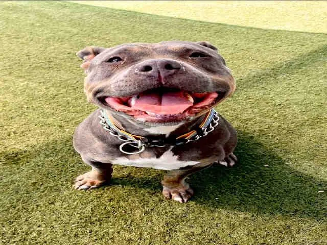 An adult medium-sized female Pit Bull Terrier dog named Mamas for adoption in Carlsbad, CA