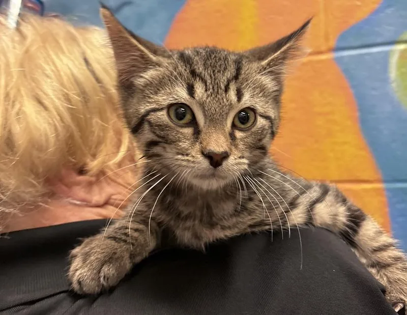 A young small-sized male Tabby (Brown / Chocolate) Domestic Short Hair cat named Bono for adoption in Columbus, IN
