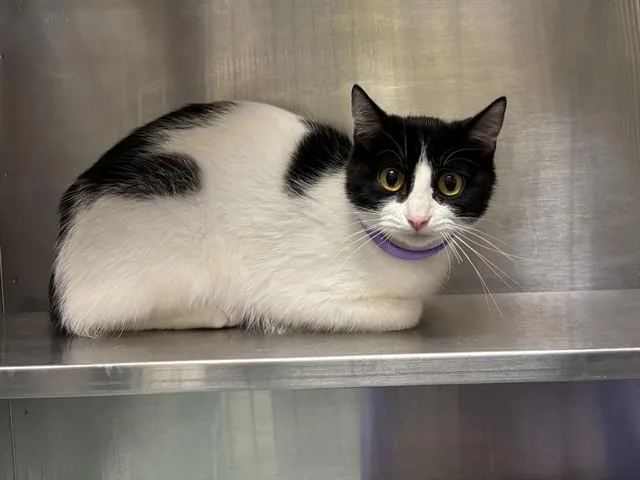 A young small-sized female Domestic Short Hair cat named Arie for adoption in Ames, IA