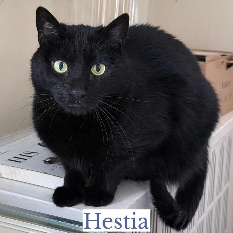 Hestia
