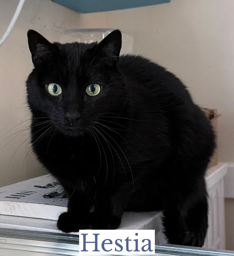 Hestia thumbnail 2
