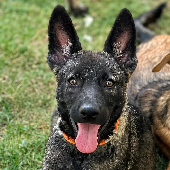 A baby large-sized female Sable Belgian Shepherd / Malinois dog named Nyx LLD for adoption in Austin, TX