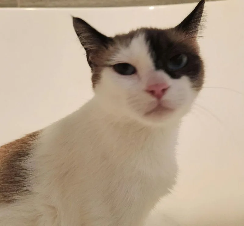 A young medium-sized female Black & White / Tuxedo Siamese cat named Nina Marie for adoption in Dallas, TX