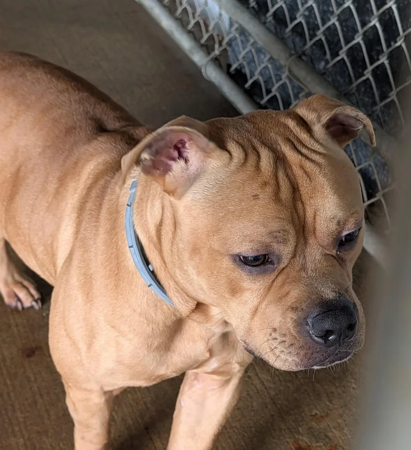 An adult large-sized male Yellow / Tan / Blond / Fawn American Bulldog dog named Felony for adoption in Marietta, OH